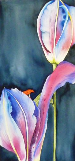 Blue Hybrid Lillies