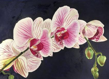 Orchid