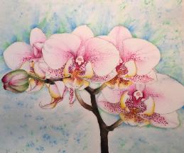 Blushing Orchids